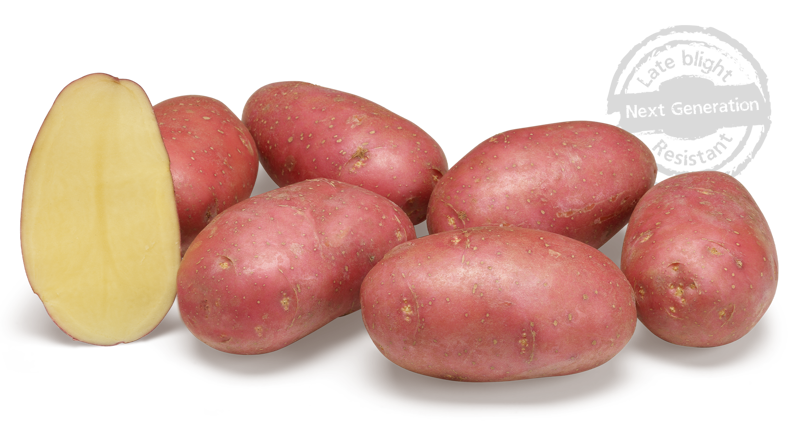 aardappelras-alouette