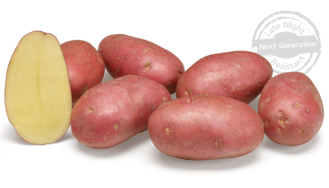 aardappelras-alouette