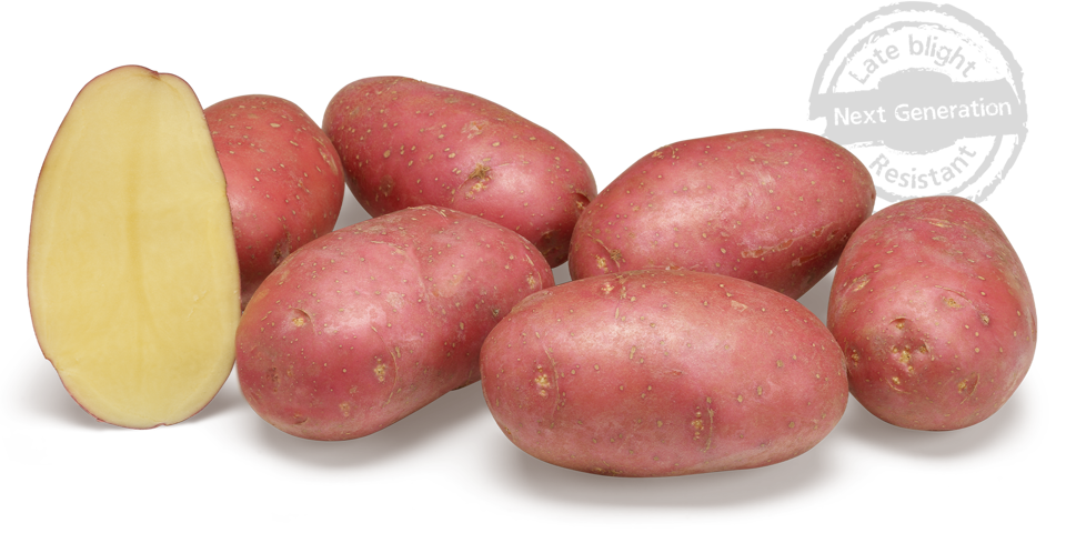 aardappelras-alouette