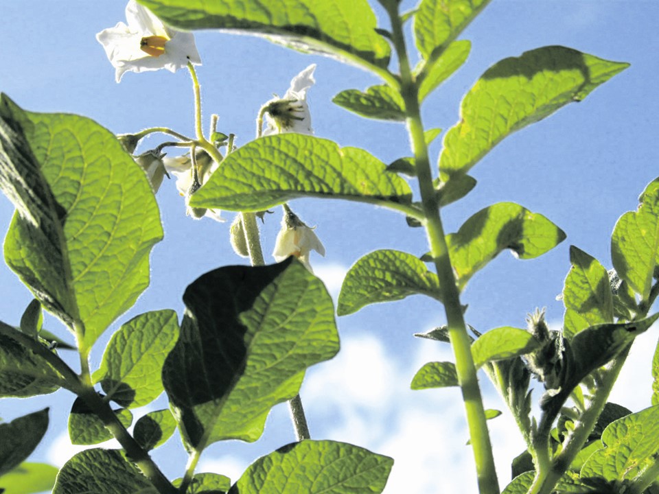 Potato plant against sky