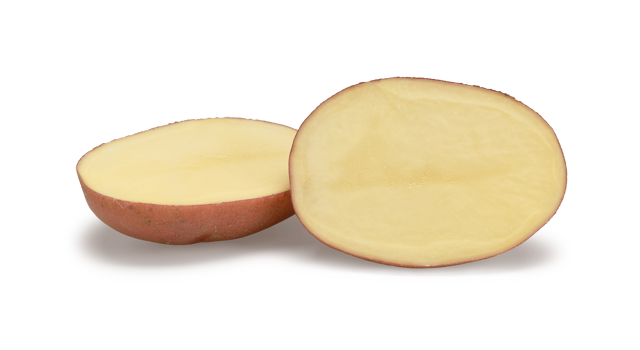 Pootaardappelras Evolution
