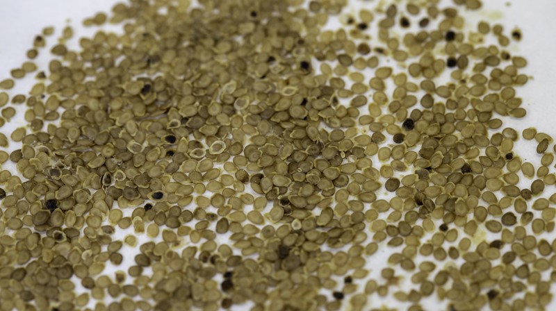 Potato seeds close-up