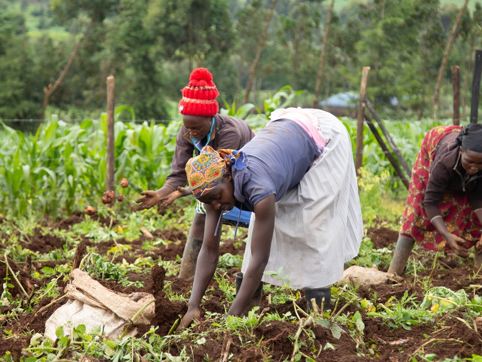 Kenyan potato farmers working in the field