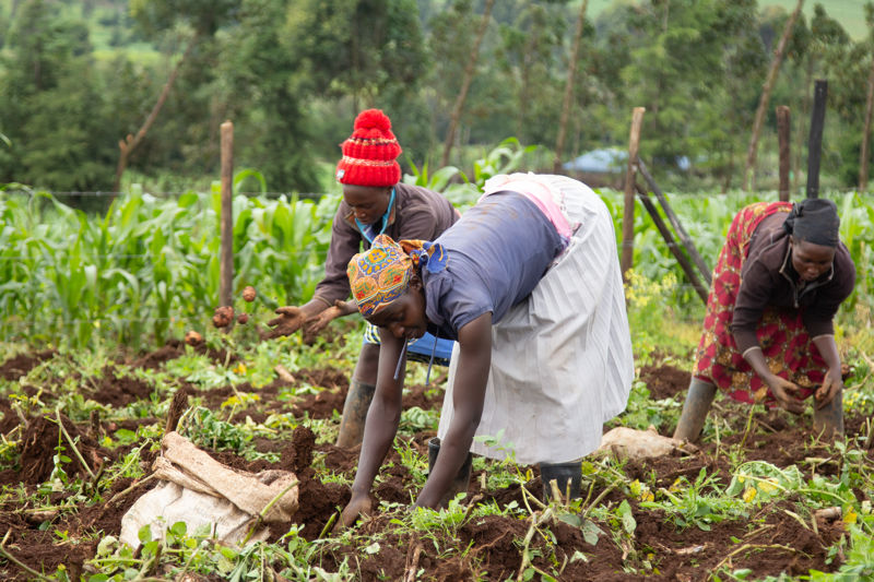 Kenyan potato farmers working in the field
