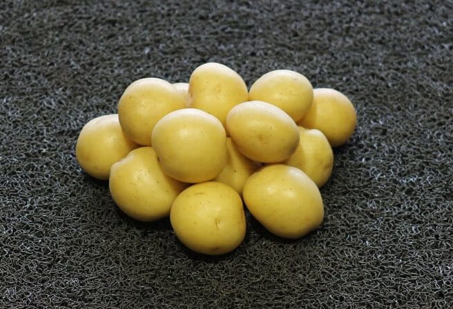 Anouk, an ideal creamer variety Parkland Potato Varieties