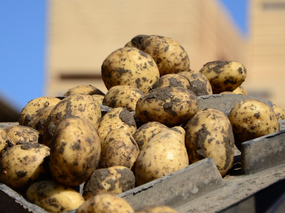 Seed potatoes on a conveyer