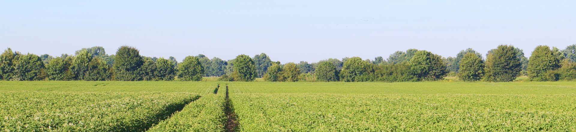 Potato field landscape header