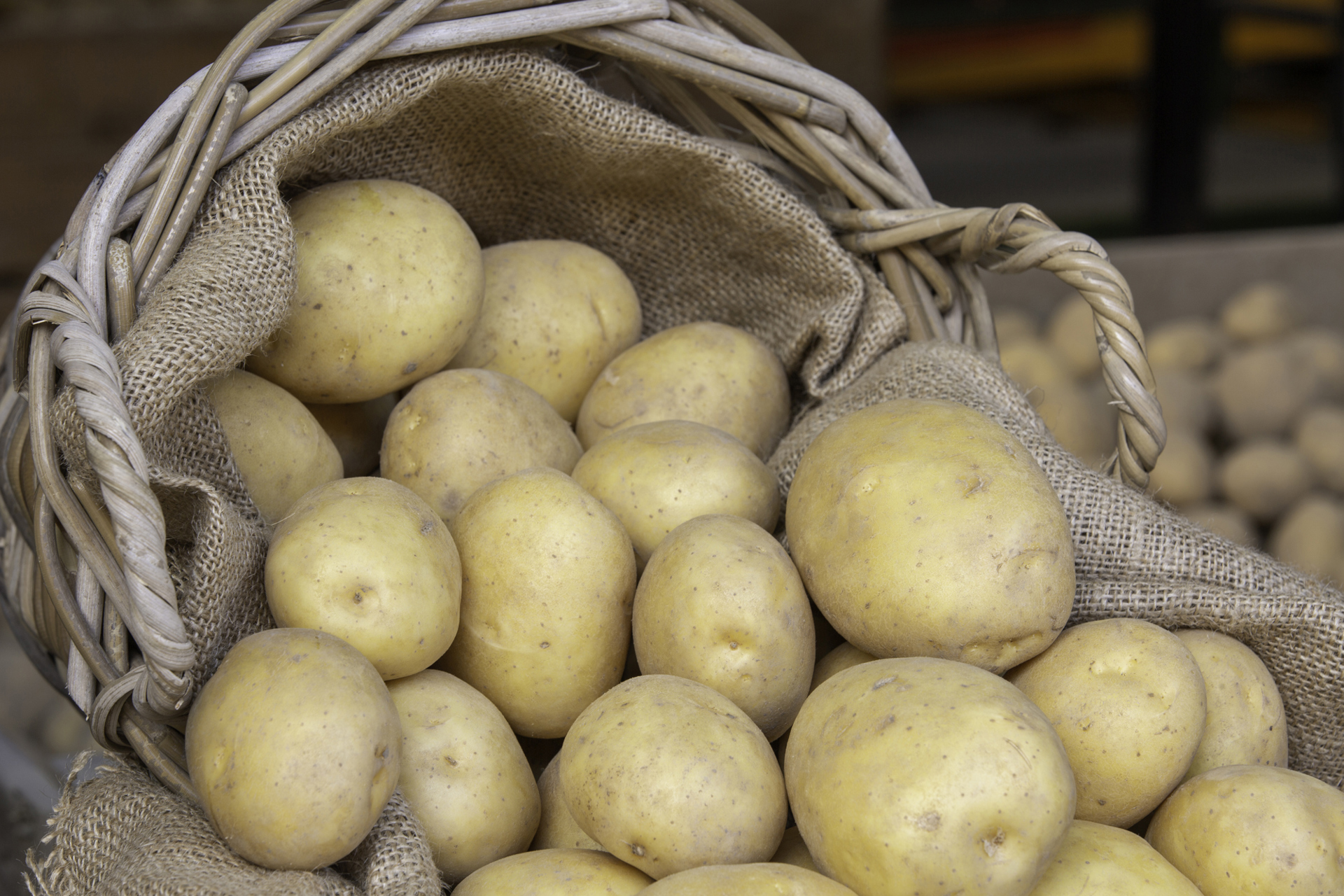 Wicker basket and jute sack filled with Constance potatoes