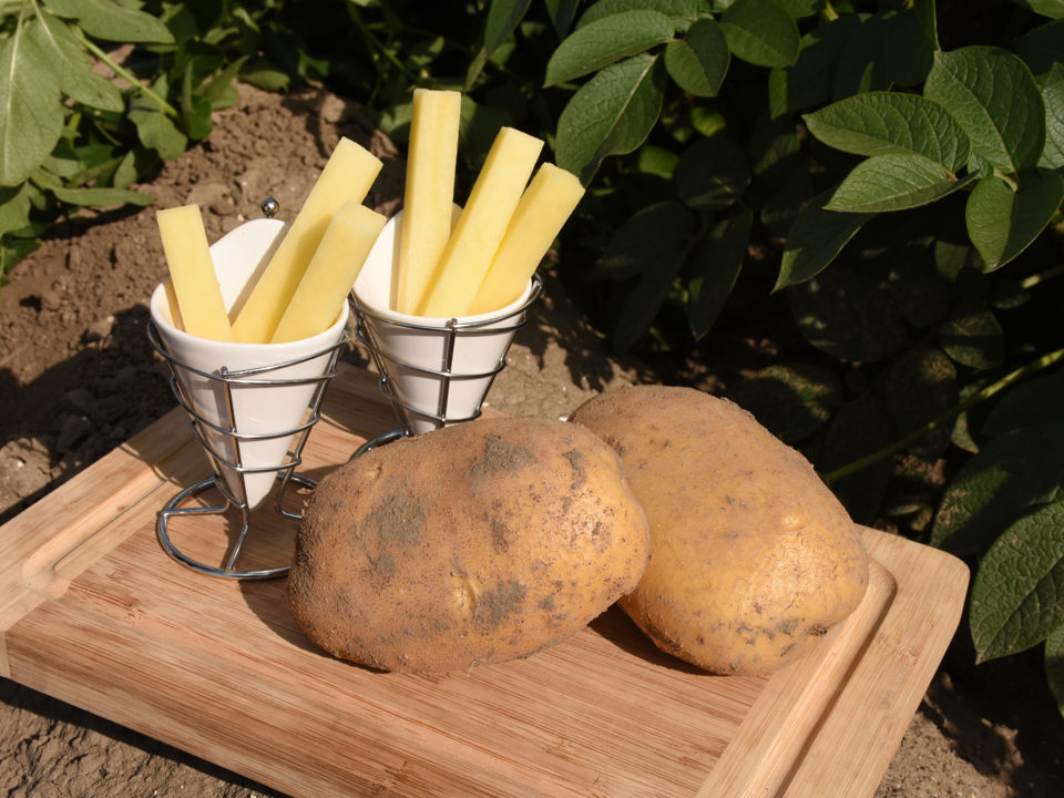 Babylon COM TBR©Agrico19