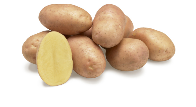 Aardappelras Melrose