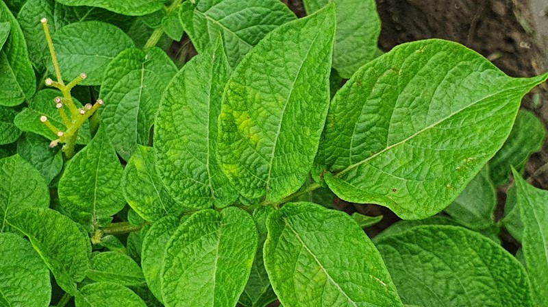 Y virus mosaic on potato leaves