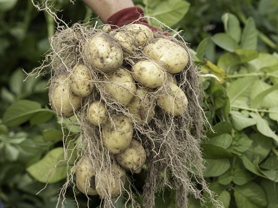 Palace aardappels aan plant - yield