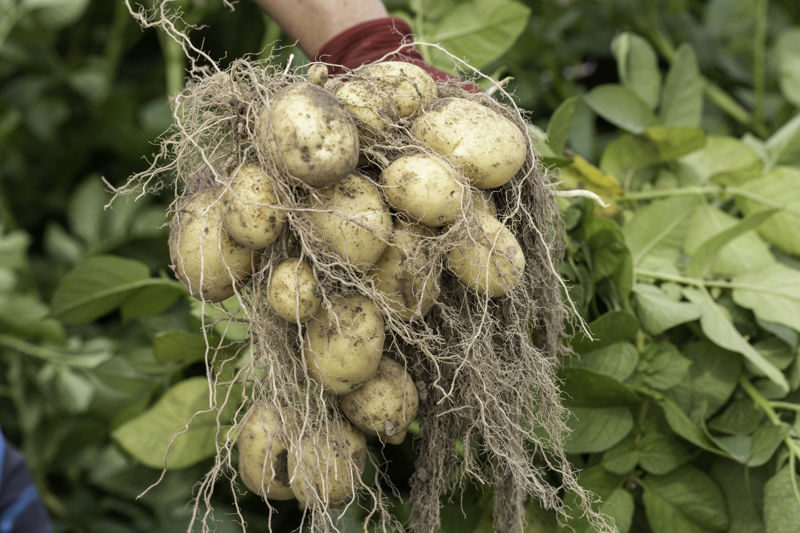 Palace aardappels aan plant - yield
