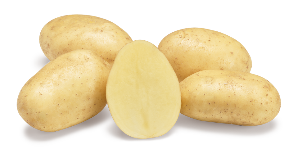 Paradiso nestje met doorsnee