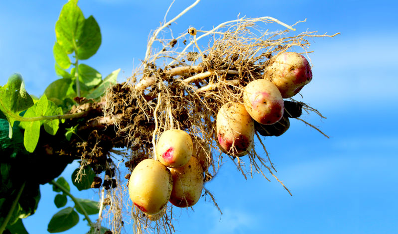 Carolus plant optrekken - yield