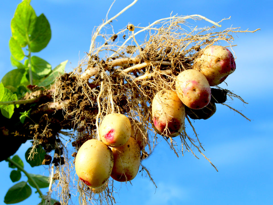Carolus plant optrekken - yield