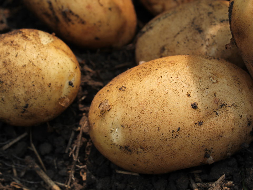 Russet Potato