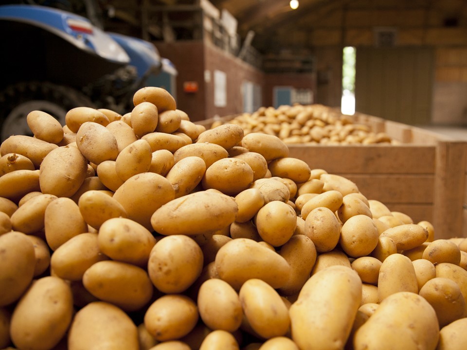 Crate full of potatoes