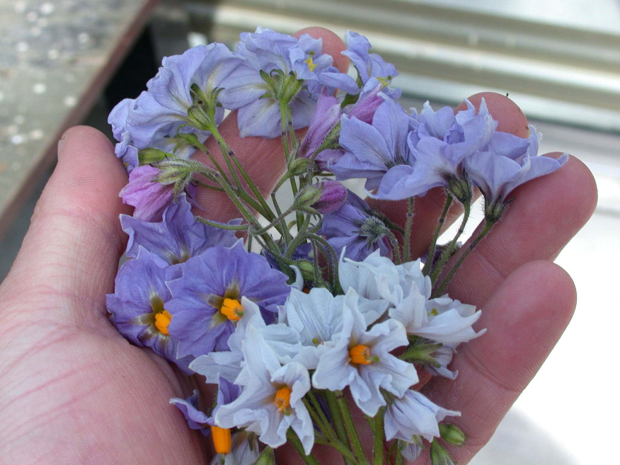 DSCN6897 Genetische Variatie Zorgt Onder Andere Voor Variatie In Bloemkleuren.