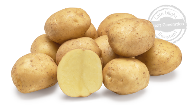 Aardappelras Beyonce