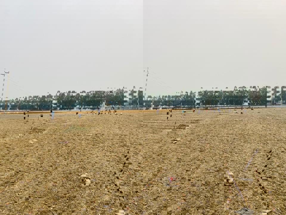 Planting 4