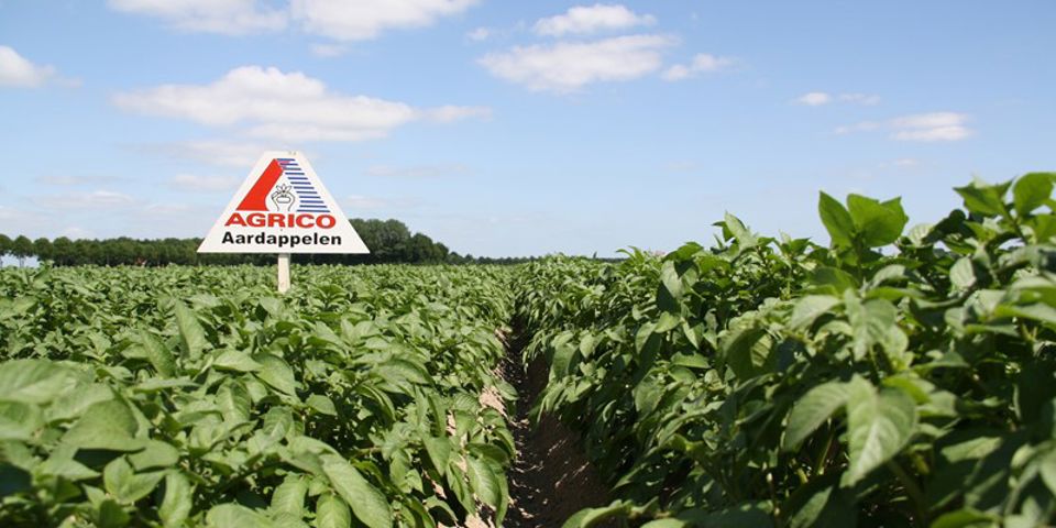 Veld Aardappelen Agrico