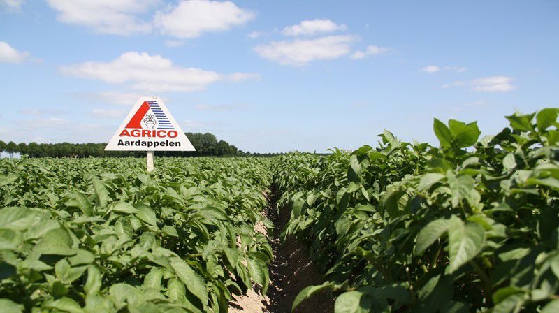 Veld Aardappelen Agrico