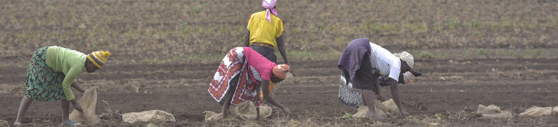Workers planting in field header