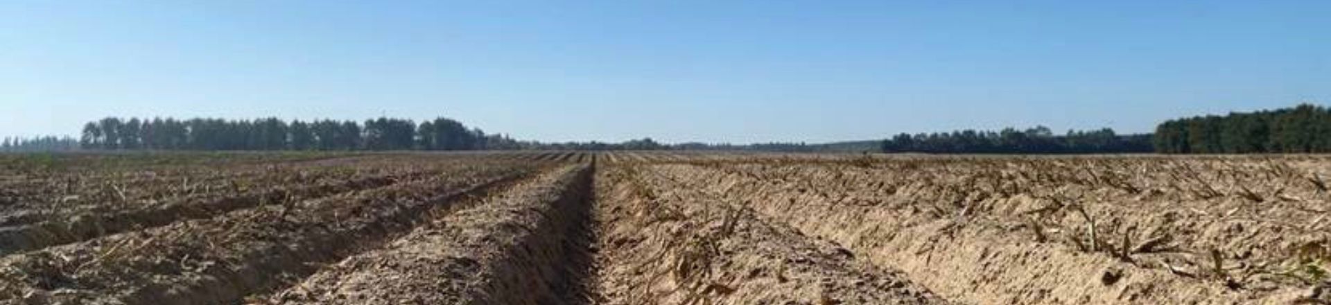 Potato Ukraine (1)