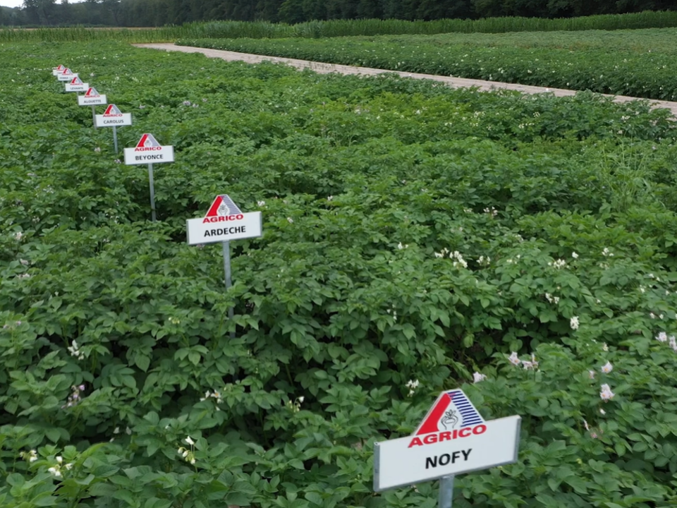 Next Generation Potatoes