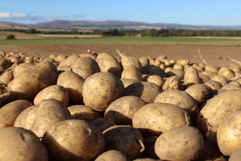 Seed potatoes UK