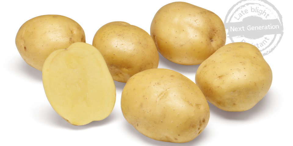 Twister nestje met doorsnee