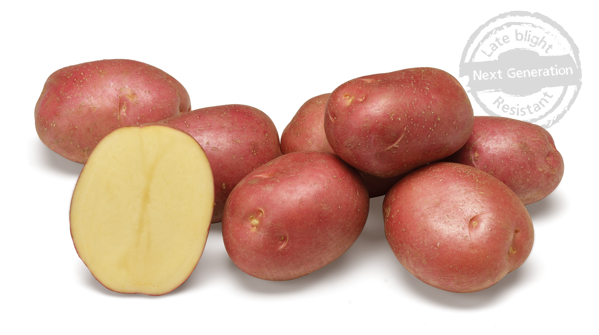 Agostino An Agrico potato variety