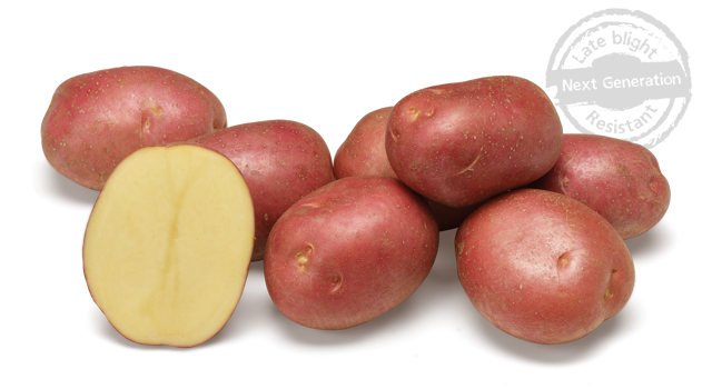 Agostino An Agrico potato variety