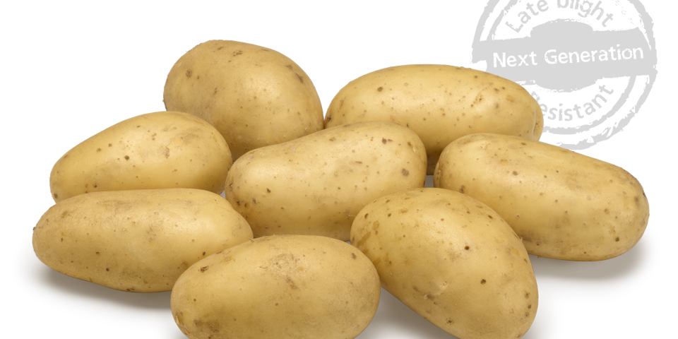 Levante nestje met doorsnee