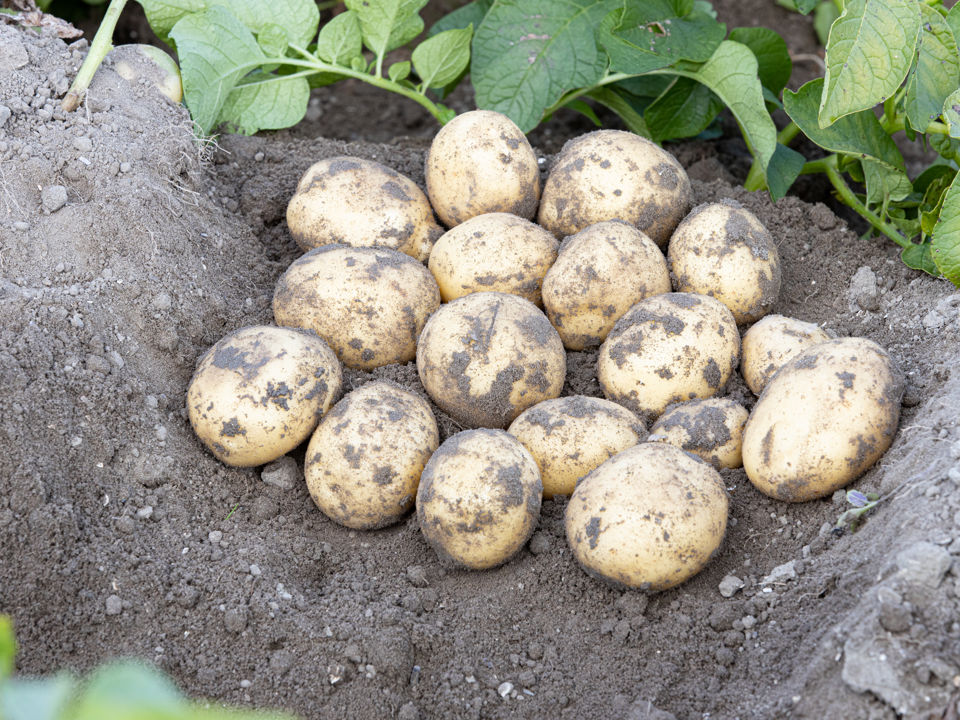 AGATA COM TBR©Agrico20