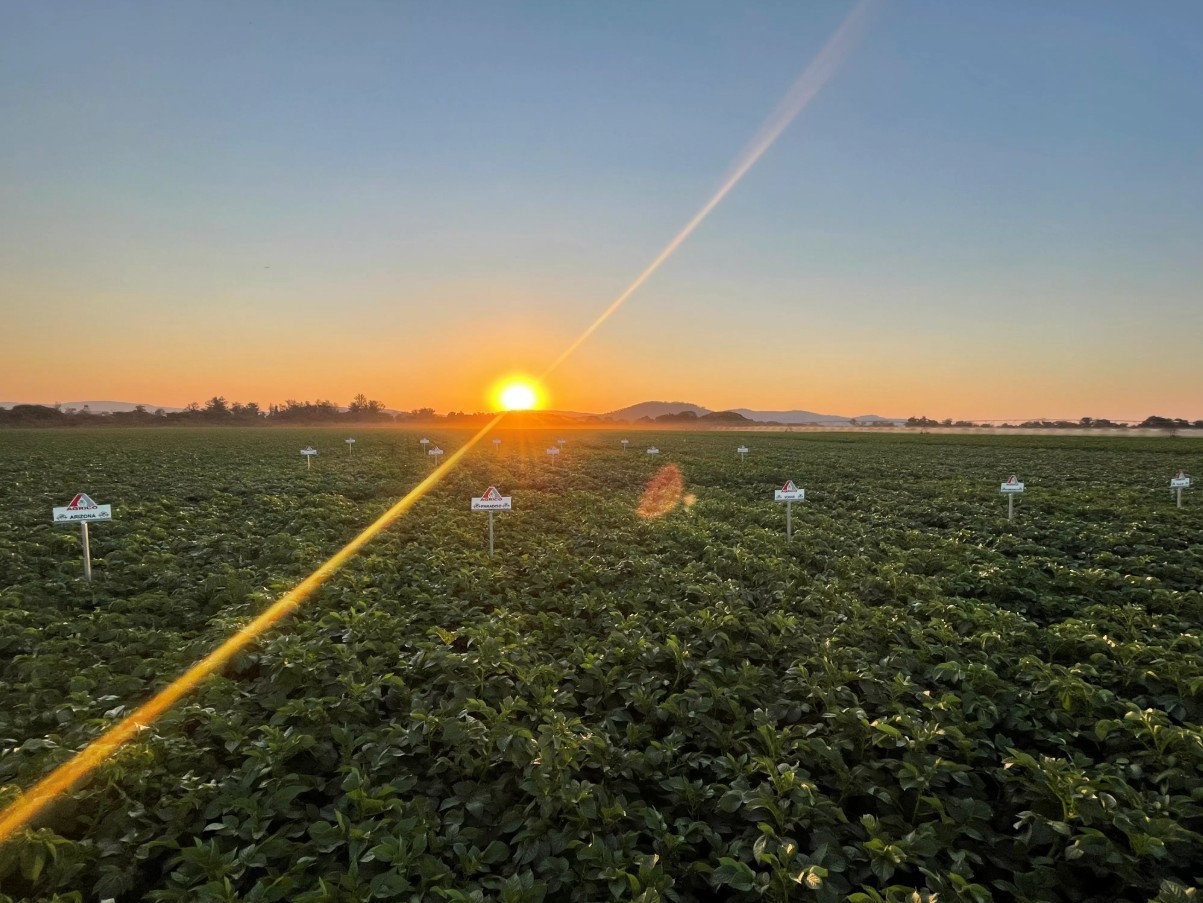 Sunset over potato field in Southern Africa