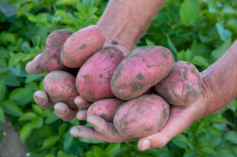 ©Agrico Gmpro Evolution 7404