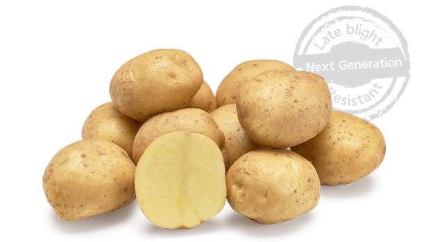 Beyonce Grb Cl Agrico20 Met Stempel800x448