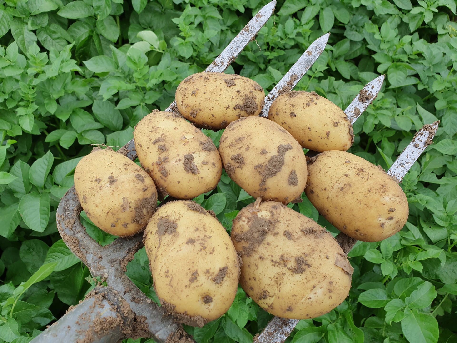 RANOMI COM TBR©Agrico20