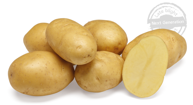 Aardappelras Twinner