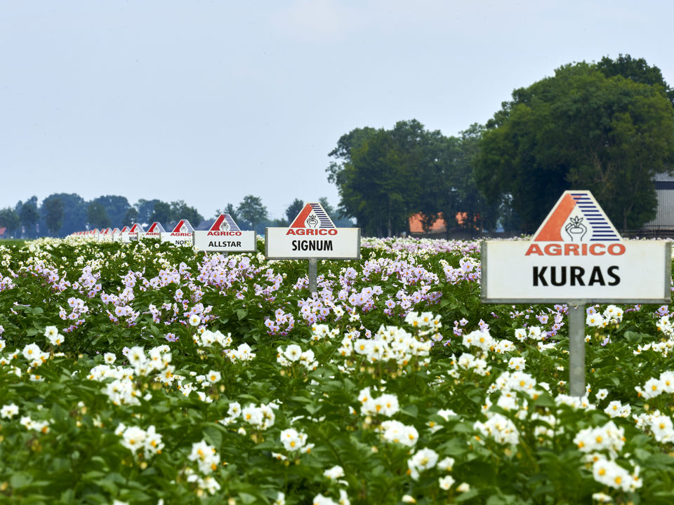 ®Pimvandermaden 17070511382